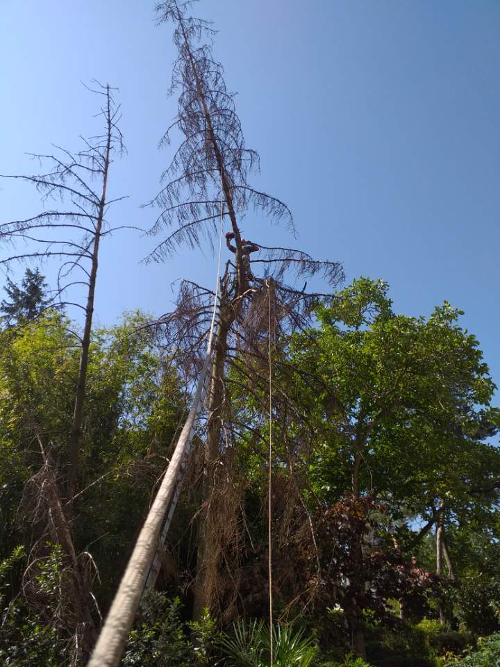 Chantier d’élagage à L’Isle-Adam