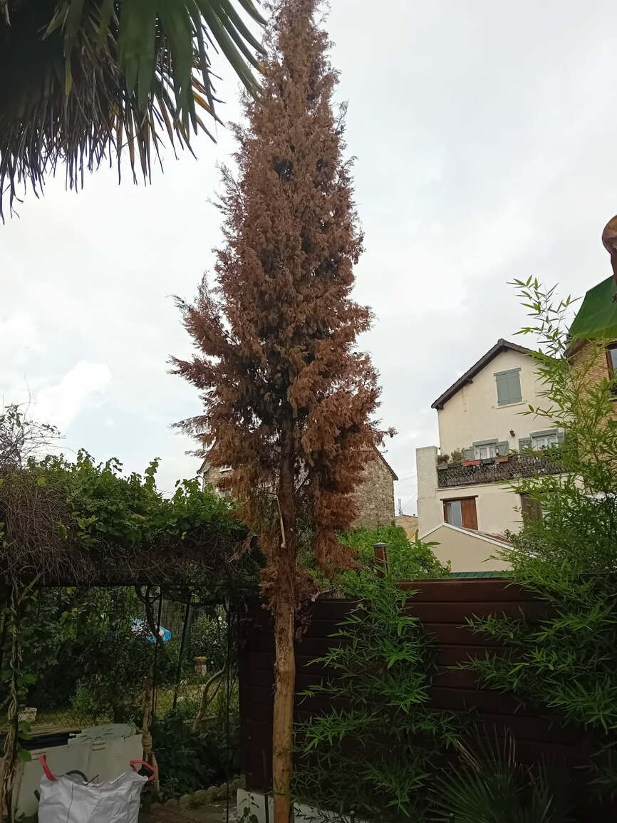 Conifère mort et desséché dans un jardin à Mareil-Marly