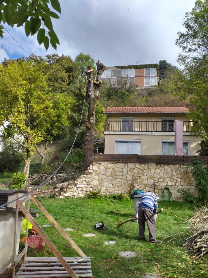 Chantier de démontage d’arbre avec évacuation des branches