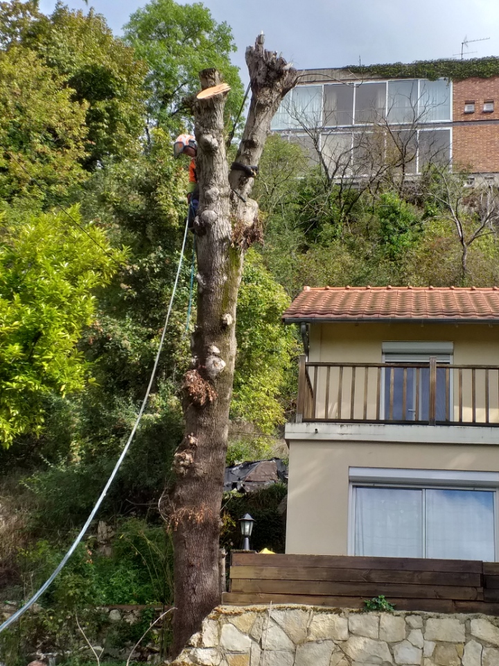 Élagueur grimpeur démontant un vieil arbre