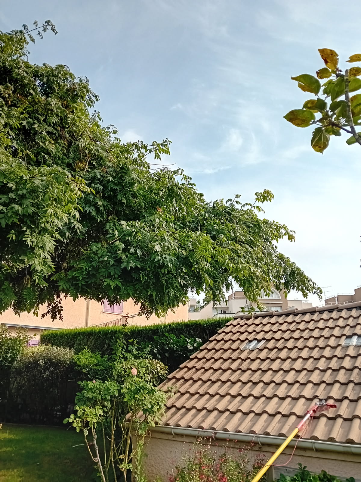 Arbre débordant au-dessus d’une toiture à Cergy avant élagage