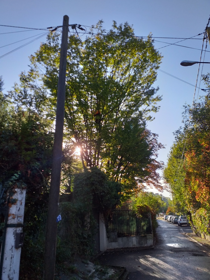 Élagage d’un arbre près d’une ligne électrique