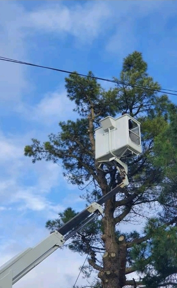 Élagage d’un pin depuis une nacelle élévatrice