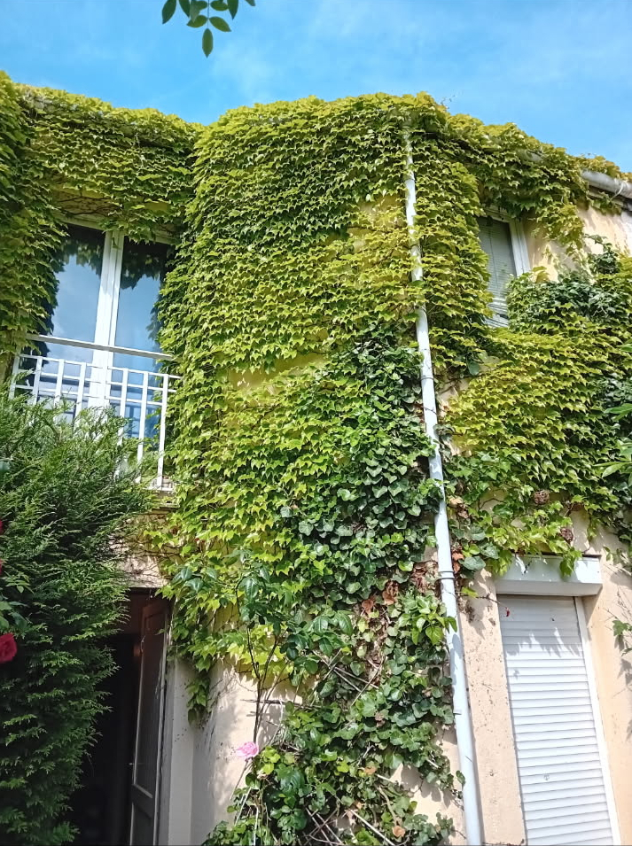 Façade de maison entièrement recouverte de lierre à Jouy-le-Moutier
