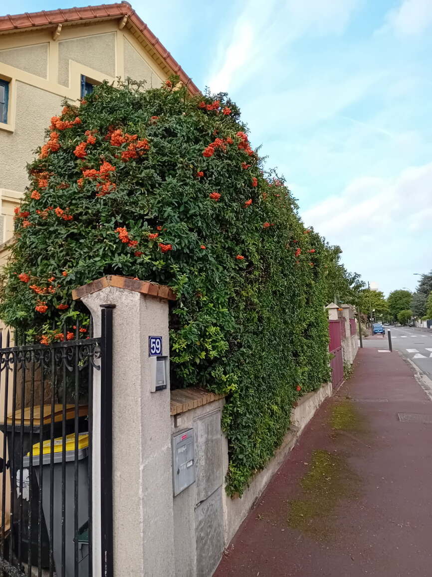 Haie de pyracantha en fruits débordant sur le trottoir à Saint-Germain-en-Laye