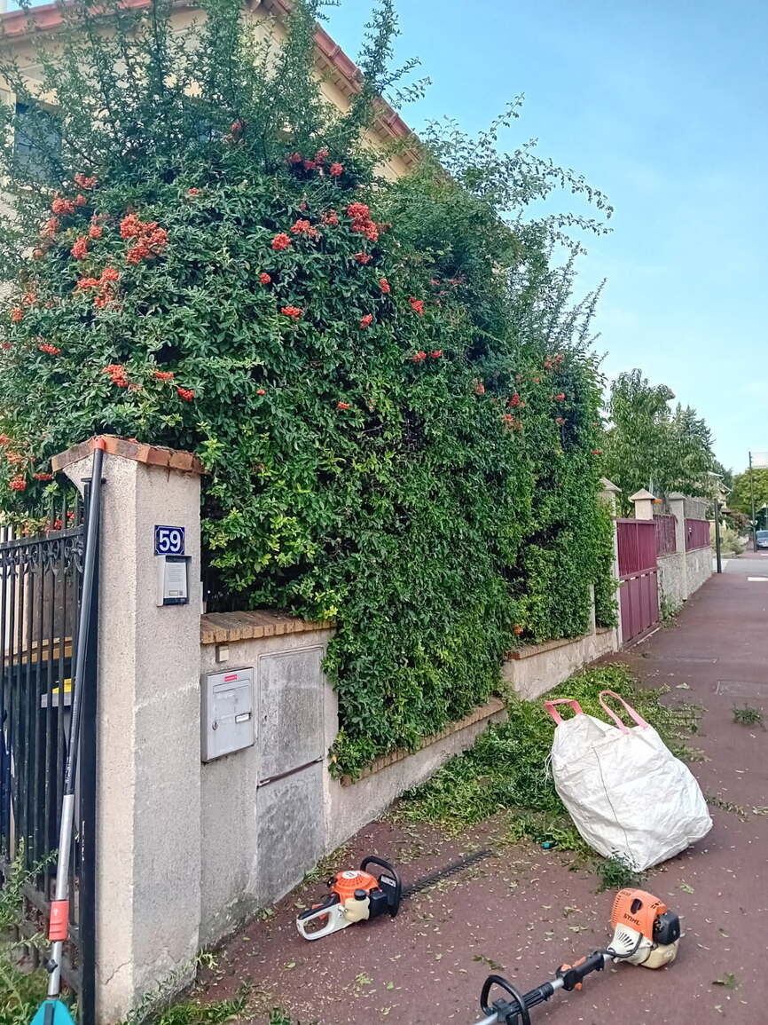 Taille de la haie de pyracantha en cours à Saint-Germain-en-Laye