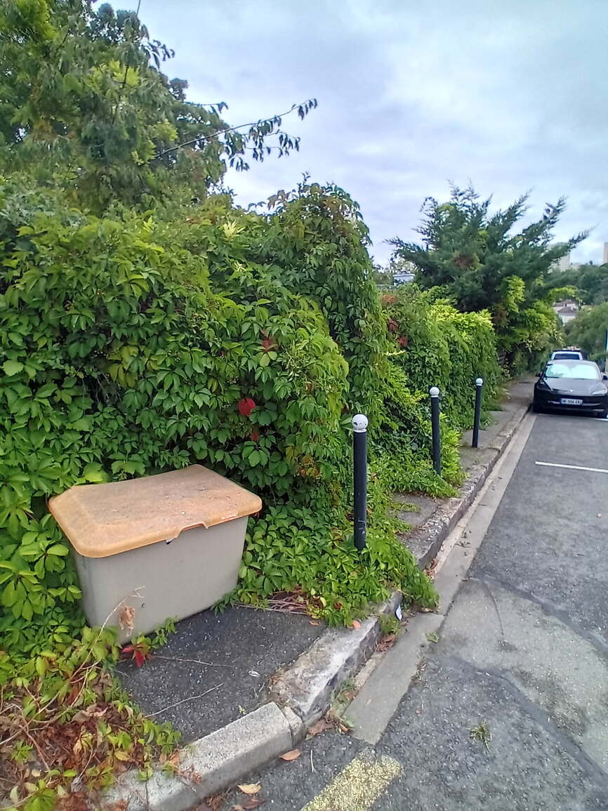 Haie débordant sur le trottoir à Mareil-Marly avant taille