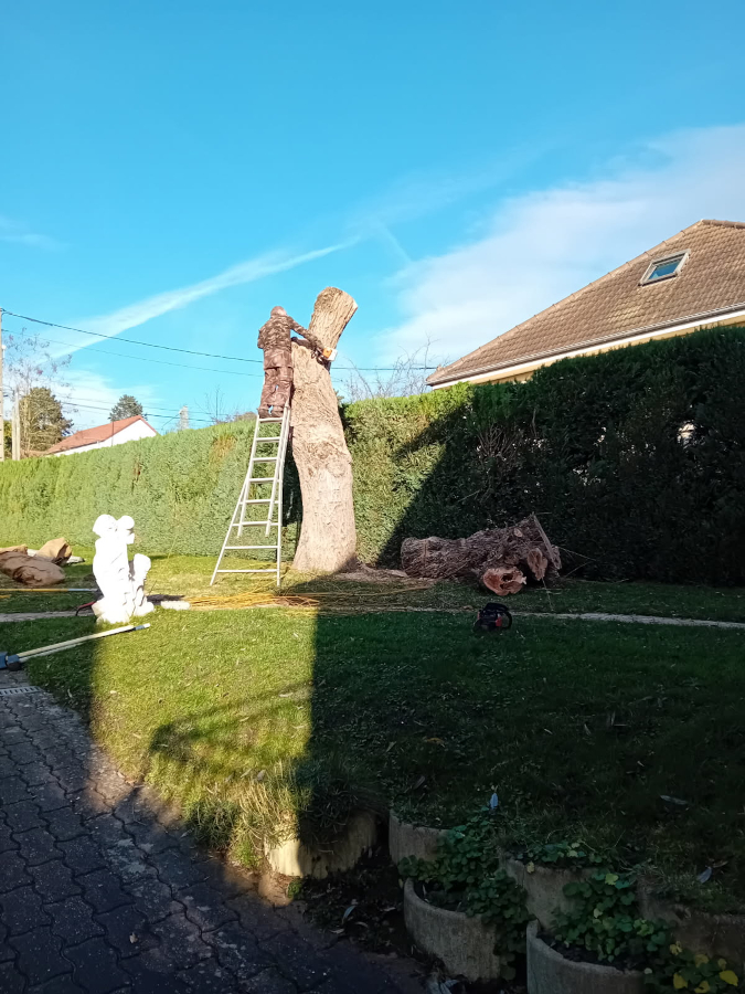 Taille en têtard d’un saule en cours à L’Étang-la-Ville
